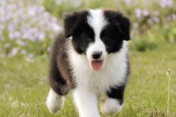 1519279285107328.gif kljjjuo.gif